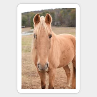 palomino horse in pasture Sticker